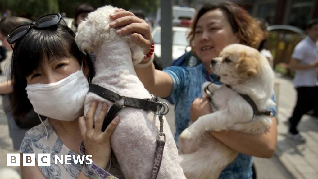 Какие собаки в китае фото China dog meat row: Millions back petition against Yulin festival - BBC News