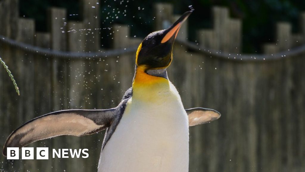 Cotswolds penguin Spike crowned world’s favourite flightless bird