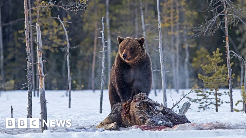 Bears - BBC News