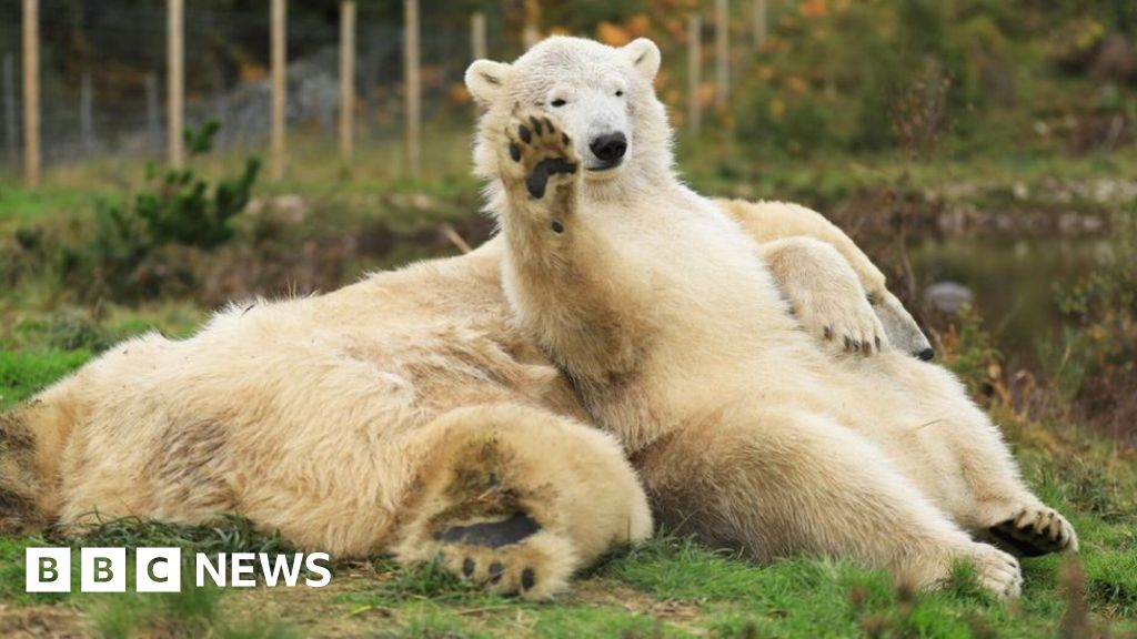 first-polar-bear-cub-born-in-uk-for-25-years-to-leave-scotland-for-england