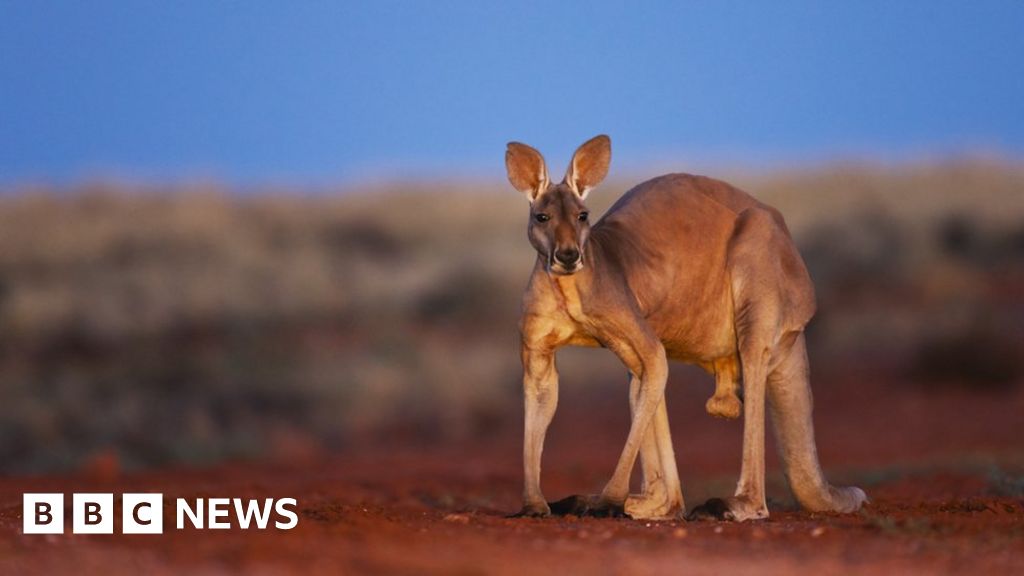 Australian man killed by kangaroo, kept as pet, police say