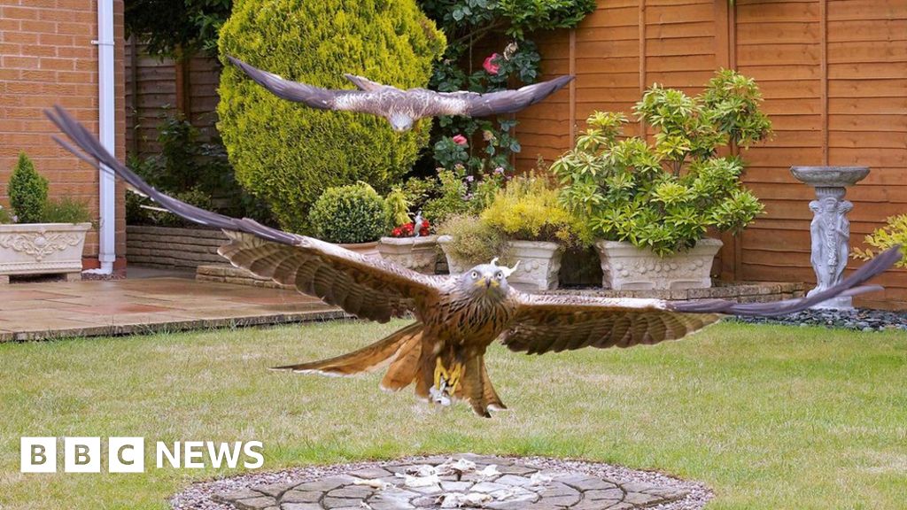 Red kites' feeding habits in Reading examined BBC News