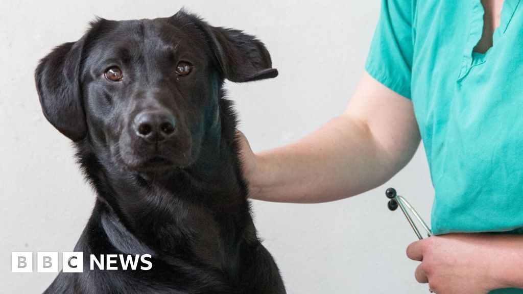 Fat Labradors give clues to obesity epidemic BBC News