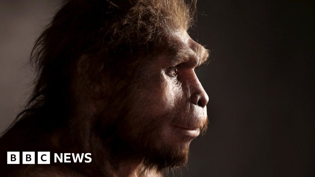 Homo erectus: Ancient humans survived longer than we thought - BBC ...