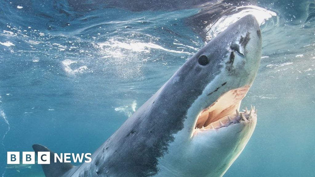 ¿La cría de gran tiburón blanco fue capturada por primera vez en una película?