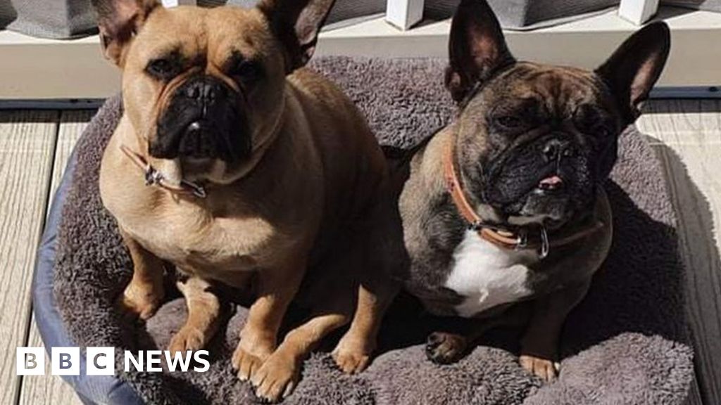 Two French bulldogs die as petsitter leaves them in hot car