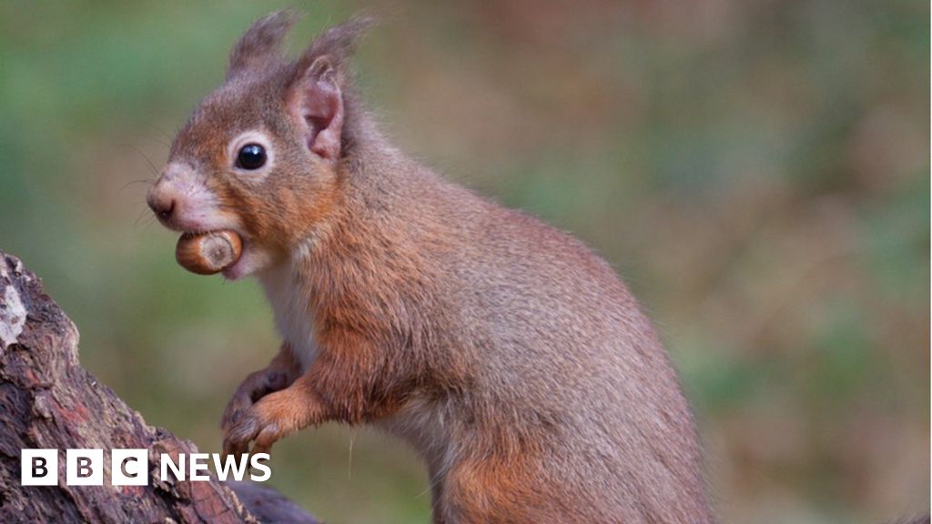 Red squirrels 'may have introduced' leprosy to Britain BBC News