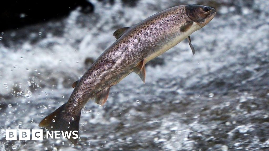 Museum celebrating River Tweed salmon ready to leap into life BBC News