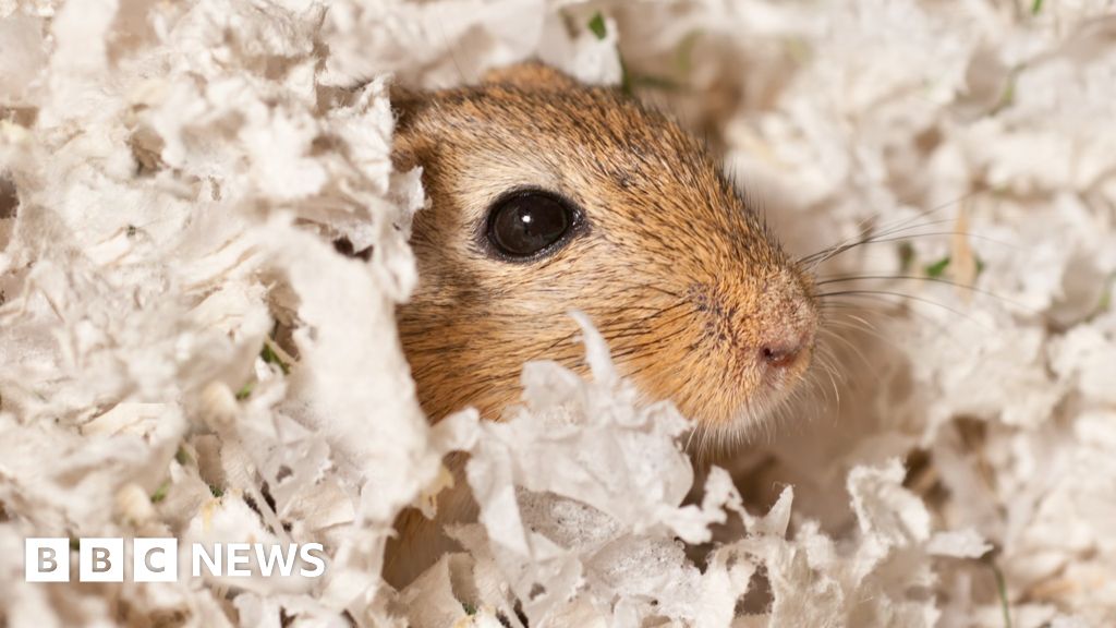 It's illegal to have pet hamsters and gerbils in Australia. These are the  risks they pose - ABC News