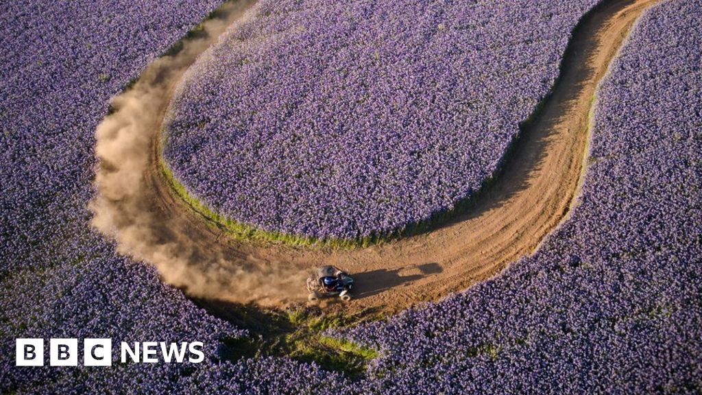 purple-flower-field-becomes-temporary-race-track-bbc-news