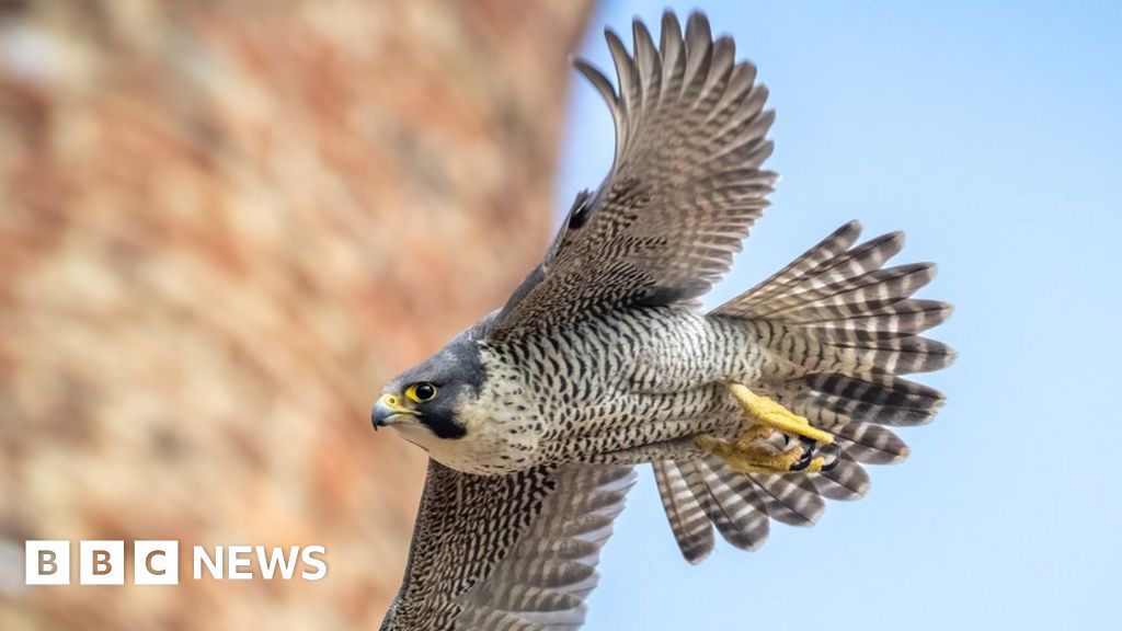 How to identify birds of prey  Herts and Middlesex Wildlife Trust