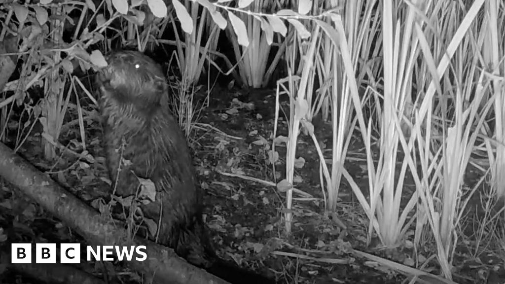 Watch: New kits on the block as beavers give birth - BBC News