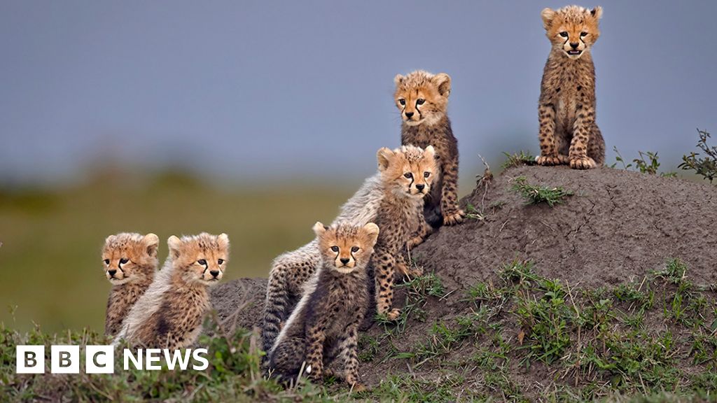 Endangered Cheetah growled in award-winning photos