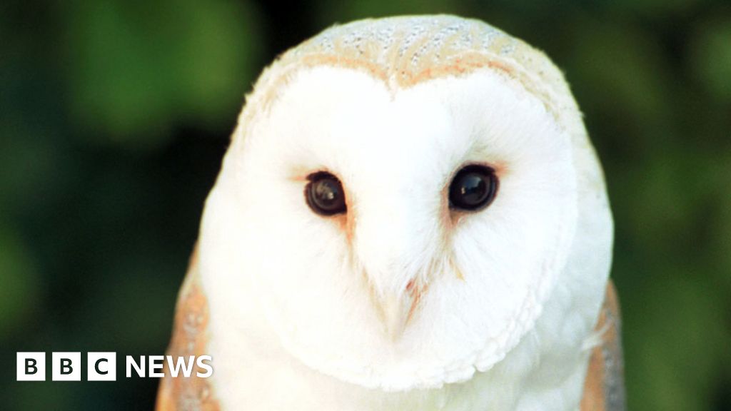 Buzzards and owl starved to death over winter, say police