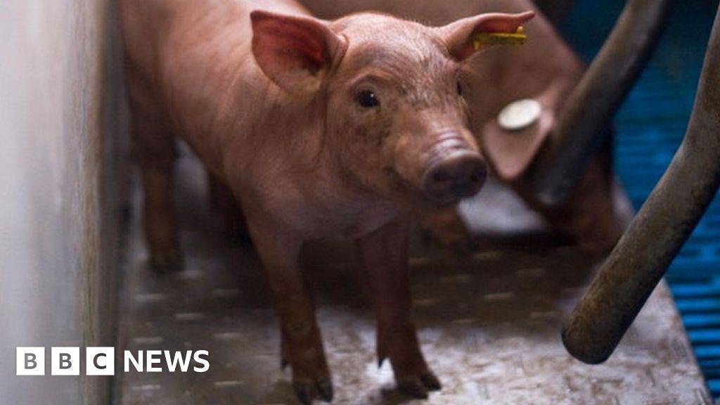 Slaughtered pigs outnumber Spanish population