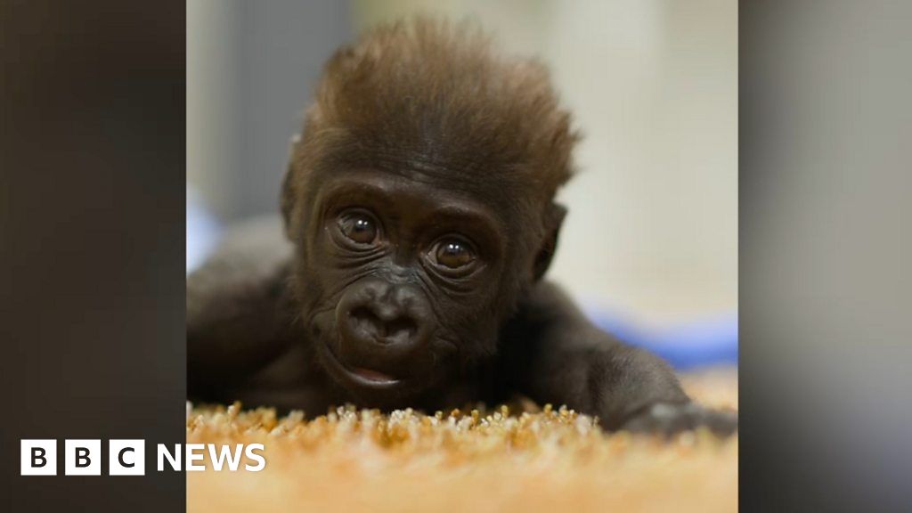 A baby gorilla's journey in search of a mum