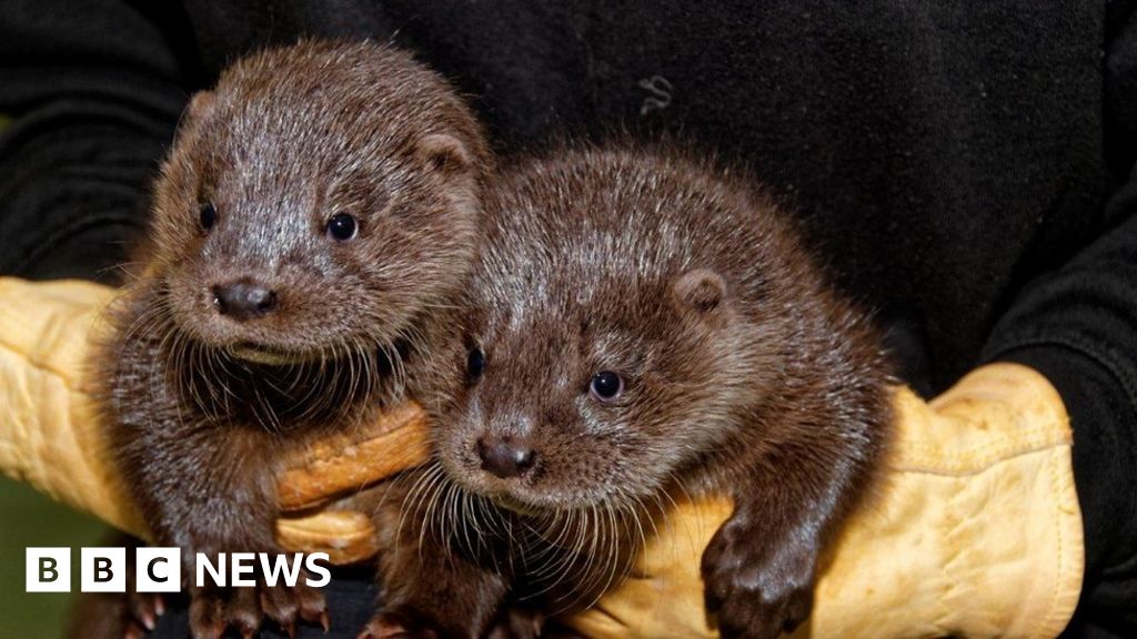 Orphaned Otter Cubs Found In Earlston And Brechin Bbc News