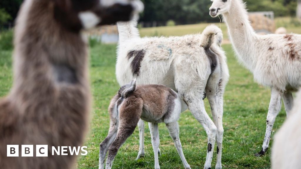 Coronavirus: Llamas provide key to immune therapy