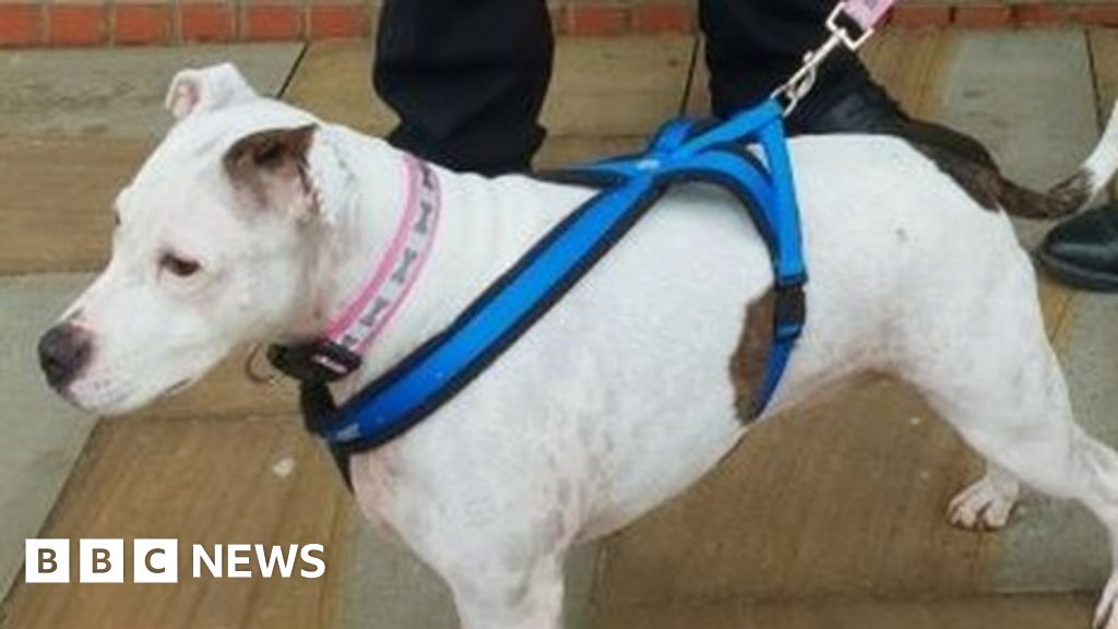 Owners reunited with stolen dog found 250 miles away - BBC News