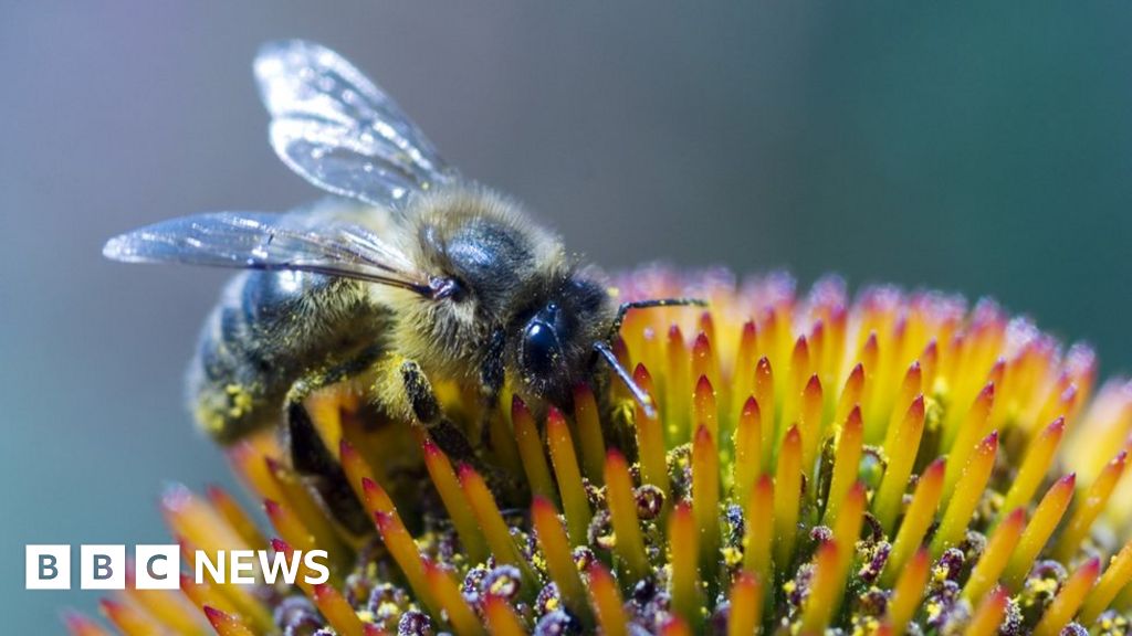 Woman dies after having bee-sting therapy