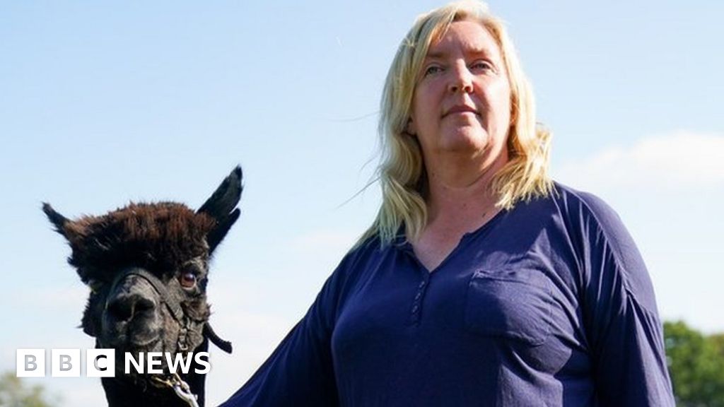 Geronimo the alpaca legal fight cost £43k plus lost income - BBC News