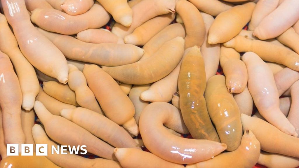 'Penis fish' wash up in California