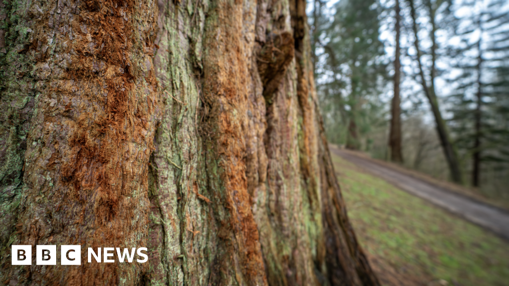 ジャイアントレッドウッド：世界最大の木「イギリスで繁栄」