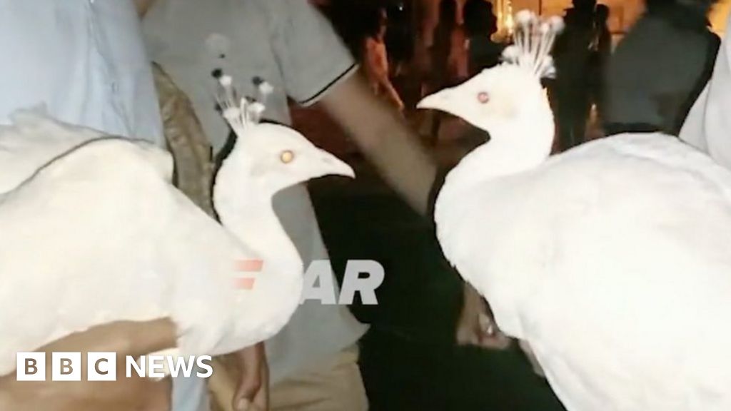 Imran Khan: Supporters steal peacocks from army quarters
