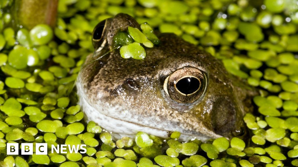 Garden ponds 'playing role' in frog disease spread - BBC News