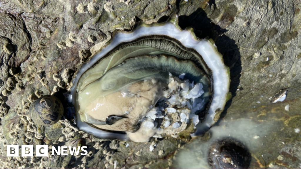 Open shell of oyster