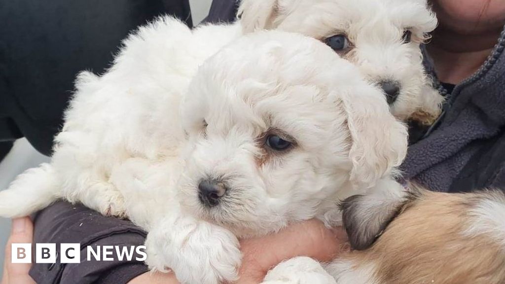 Coalisland Judge allows dogs seized by police to be rehomed(00)