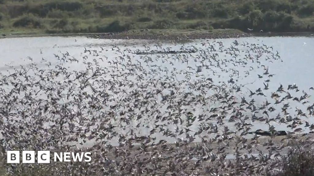 'Incredible scenes' as huge flocks of birds arrive in Norfolk BBC News