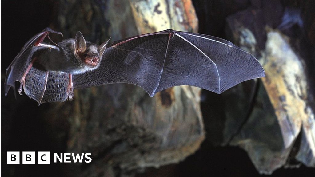 Coronavirus: Cracking the secrets of how bats survive viruses