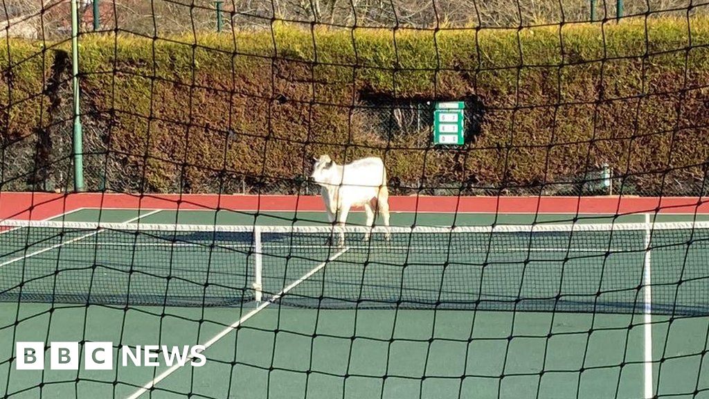 Market Harborough: Cow trapped on tennis court after escaping 