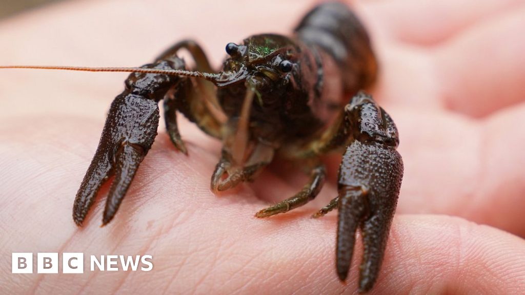 Environment Agency seizes illegal traps threatening crayfish and eel - BBC  News