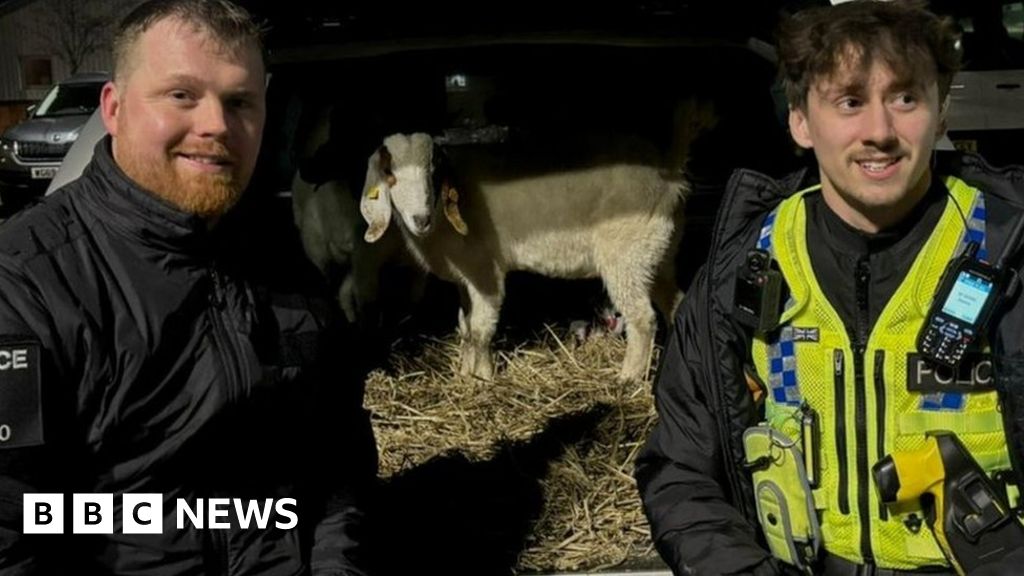 Arrests over theft of west Dorset goats Pickle and Pepper 