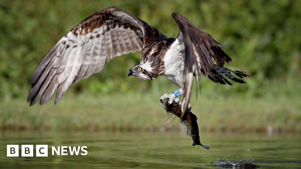 Photographer captures dramatic pictures of birds hunting in Scotland ...