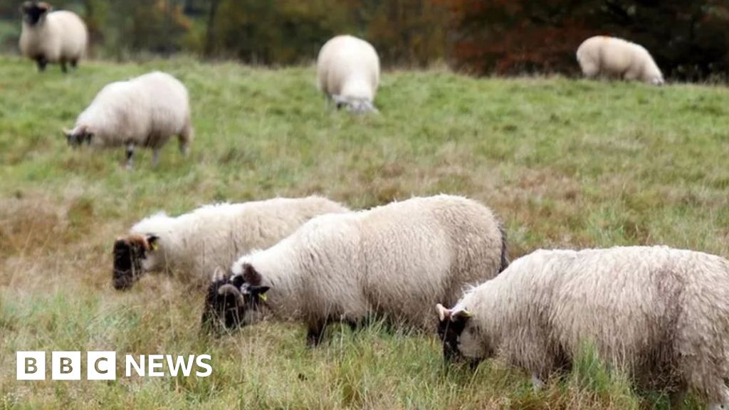 Warning to farmers in Sevenoaks after unexplained sheep deaths 