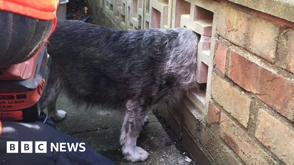 Dog gets head stuck in wall in Cambridge BBC News