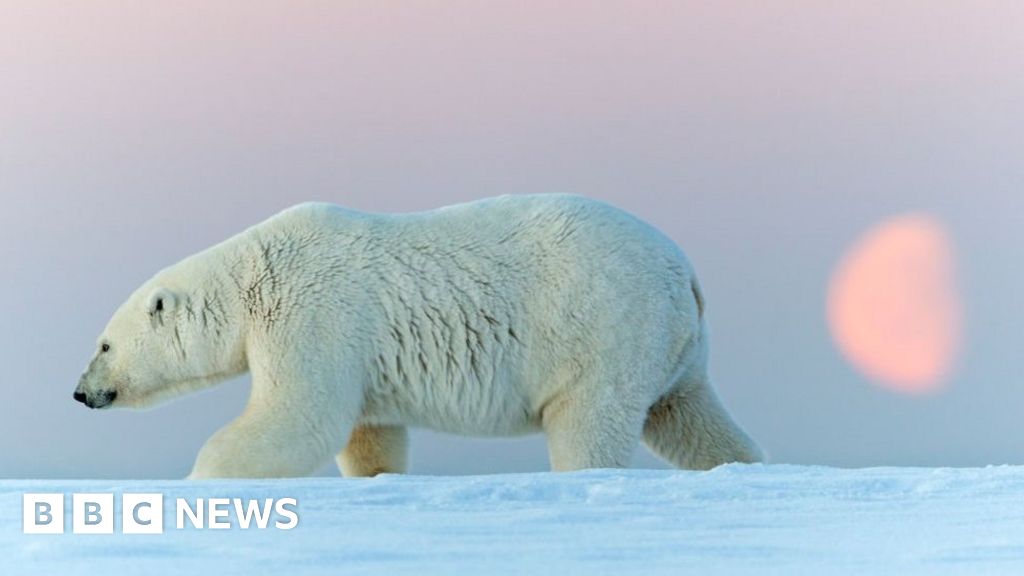Polar bear kills woman and boy in Alaska village