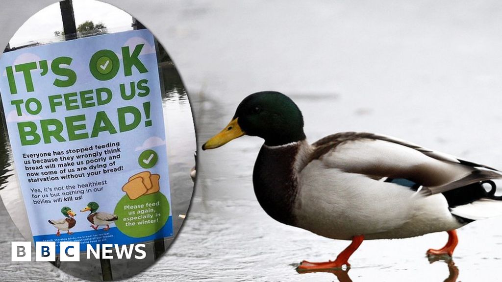 Feeding ducks bread Should you do it? BBC News