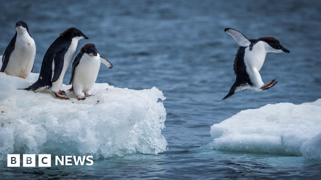 The challenge of recycling waste in Antarctica - BBC News