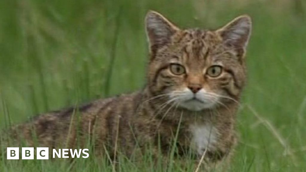 'Feline HIV' threat to Scottish wildcats BBC News