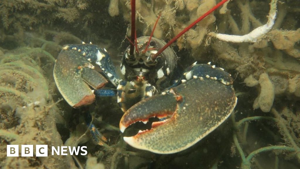 'Ghost fishing gear' clearup off Dorset to save sea life BBC News