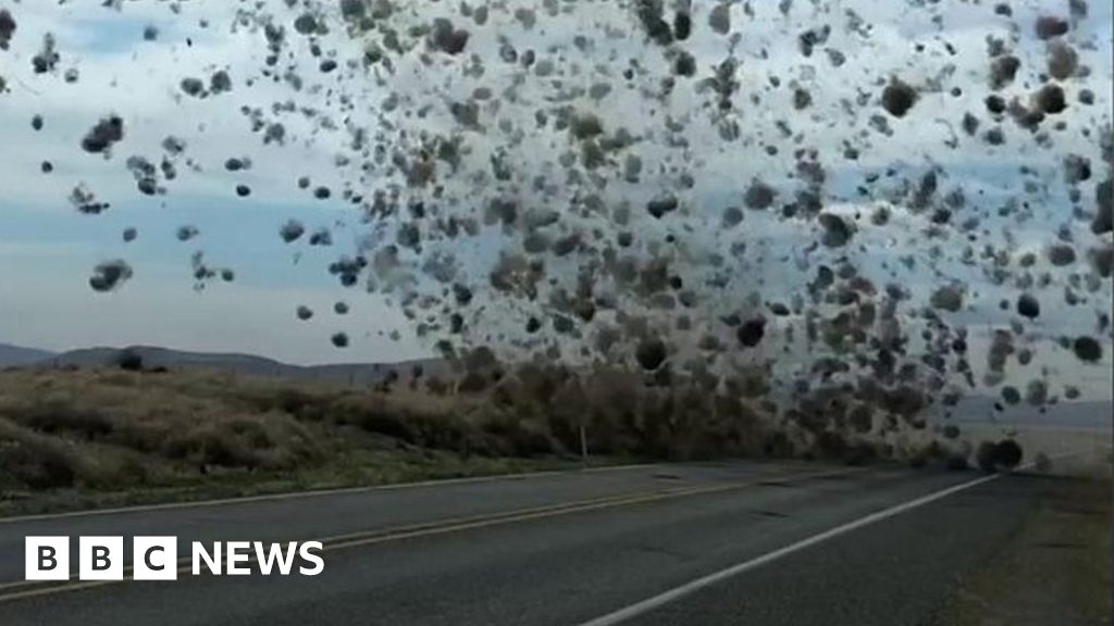 Washington man gets caught in a 'tumbleweed tornado': video