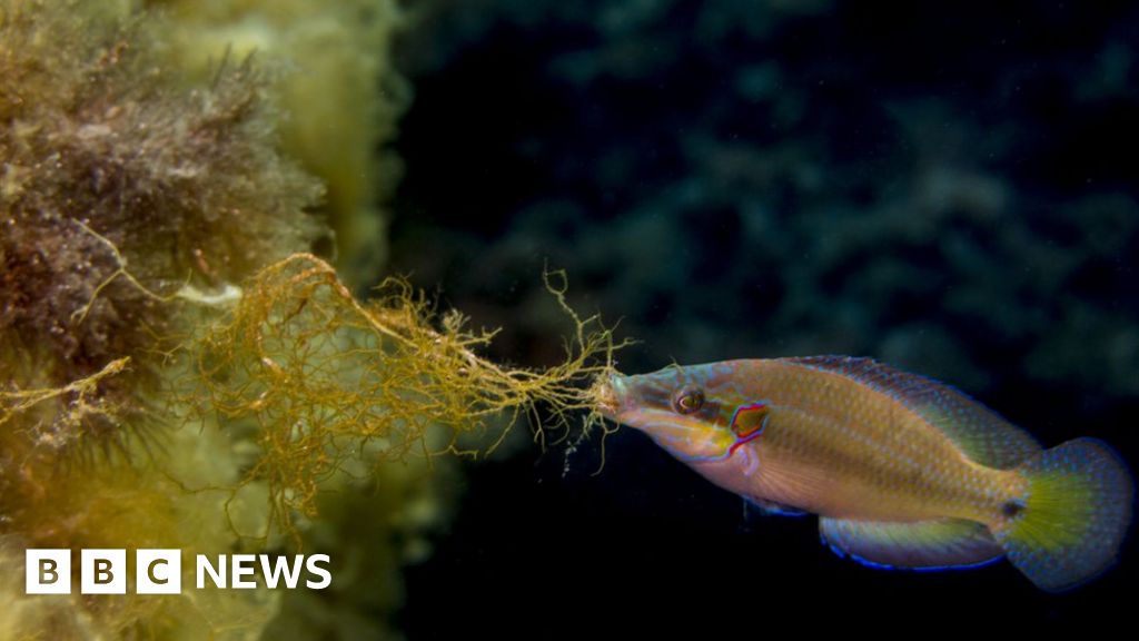 Increasing ocean acidity could impact fish spawning - BBC News