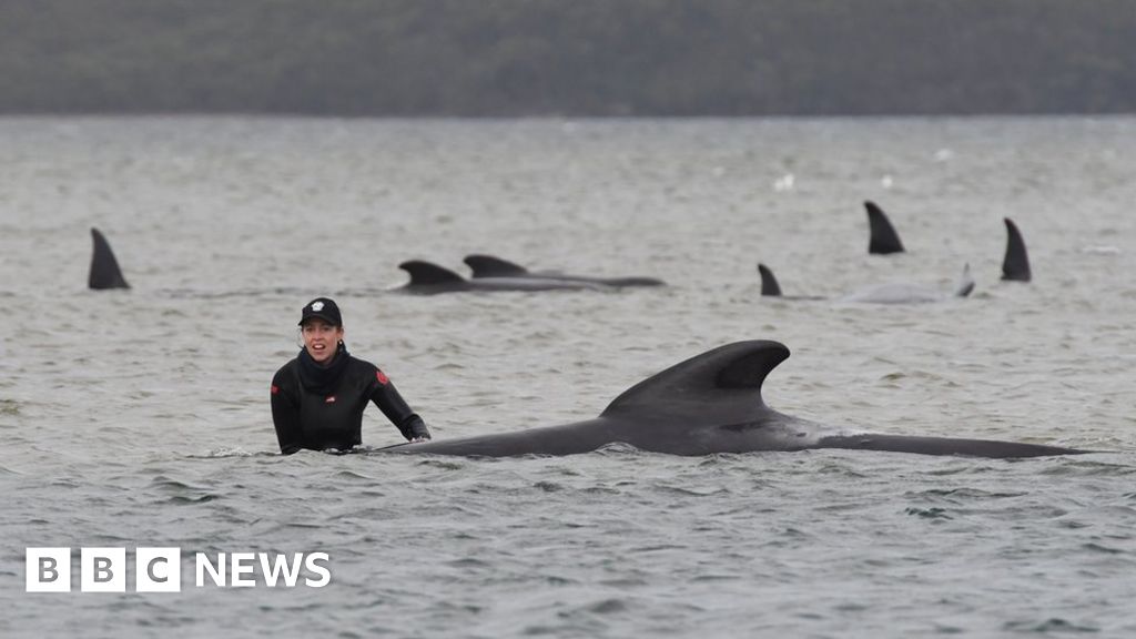 Australia Whales 90 Dead In Mass Stranding Off Tasmania Bbc News