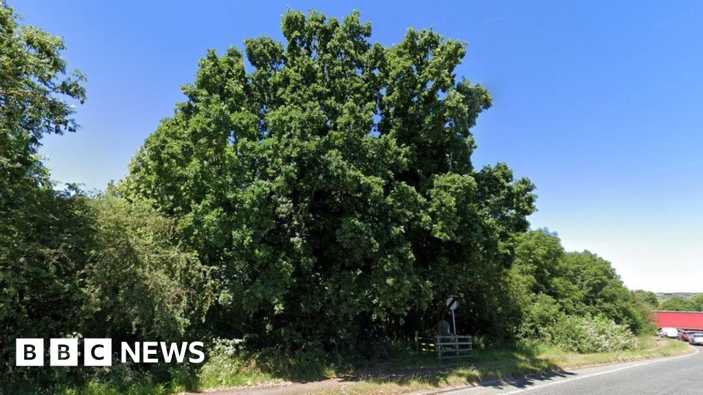 Ancient tree being cut down in Northamptonshire despite campaign BBC News