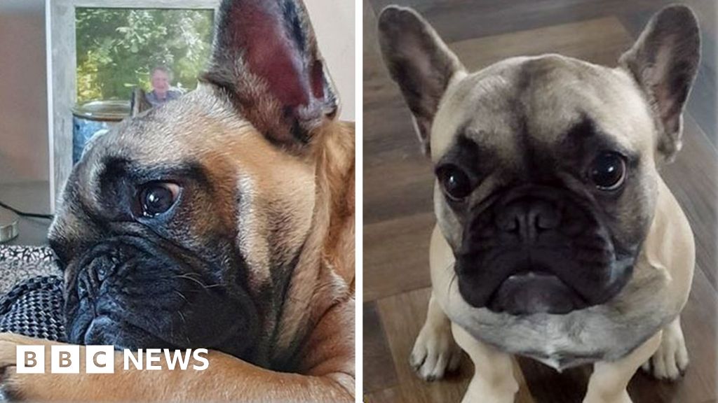 French bulldog puppy stolen from Coventry home