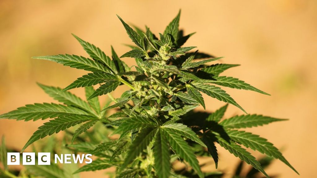 Australia territory first to legalise cannabis use